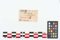 Etikett zu Kugelkopfnadel (NHMW-PRAE-026210)